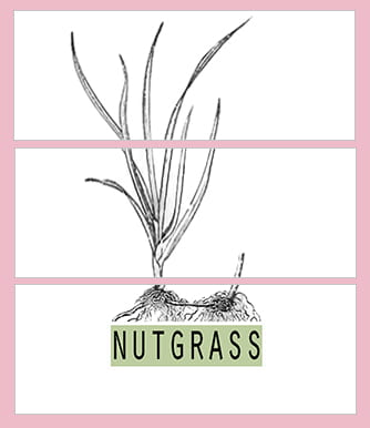 Nutgrass, a pop-up art gallery of contemporary art curated by University of Memphis Department of Art MFA Grad Toni Roberts, makes its debut this weekend's Sunflower Festival in North Mississippi.